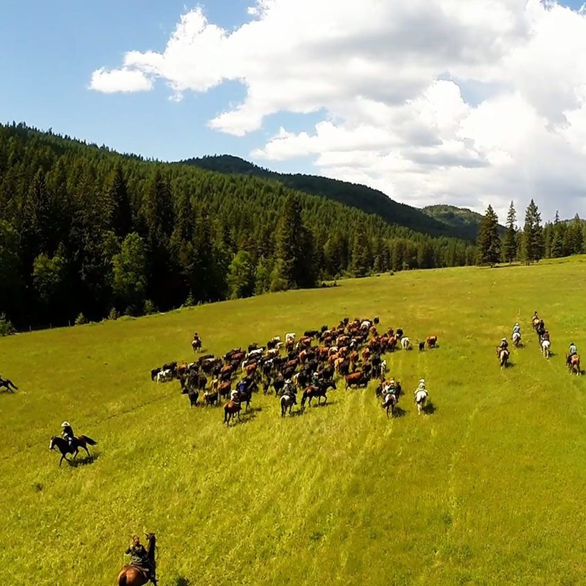 Bull Hill Cattle Drive